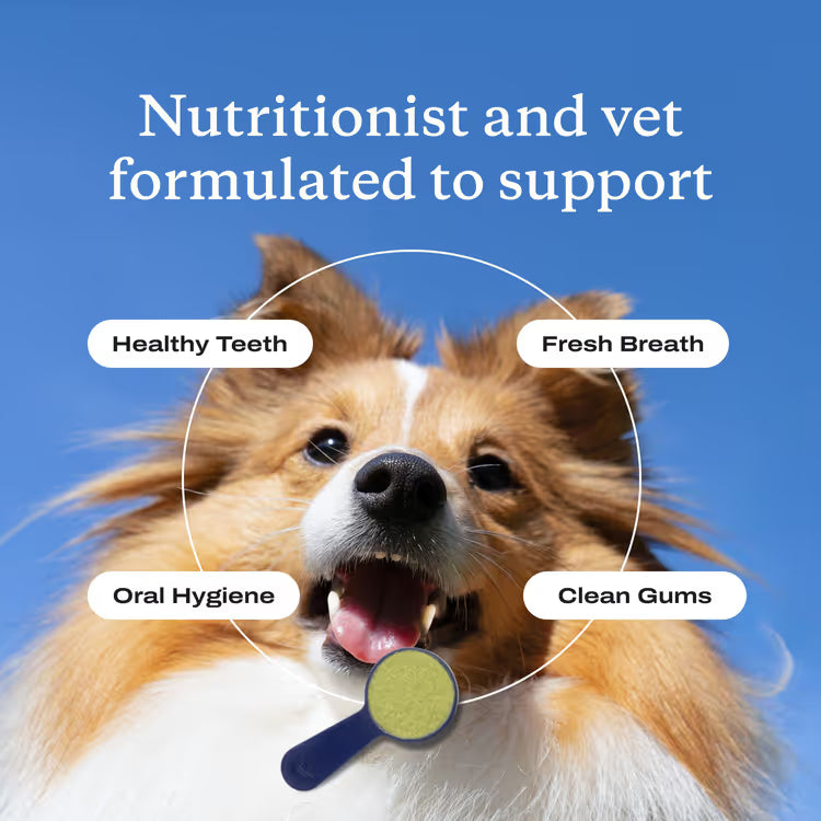 Dental Protect+ - Start Repairing Your Dog's Teeth & Gums Today