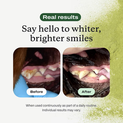 Dental Protect+: Protect your dog from tooth decay and dental emergencies