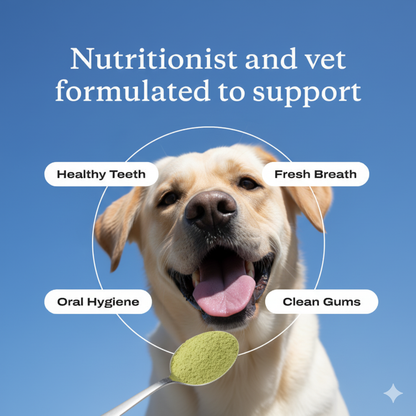 Dental Protect+: Protect your dog from tooth decay and dental emergencies