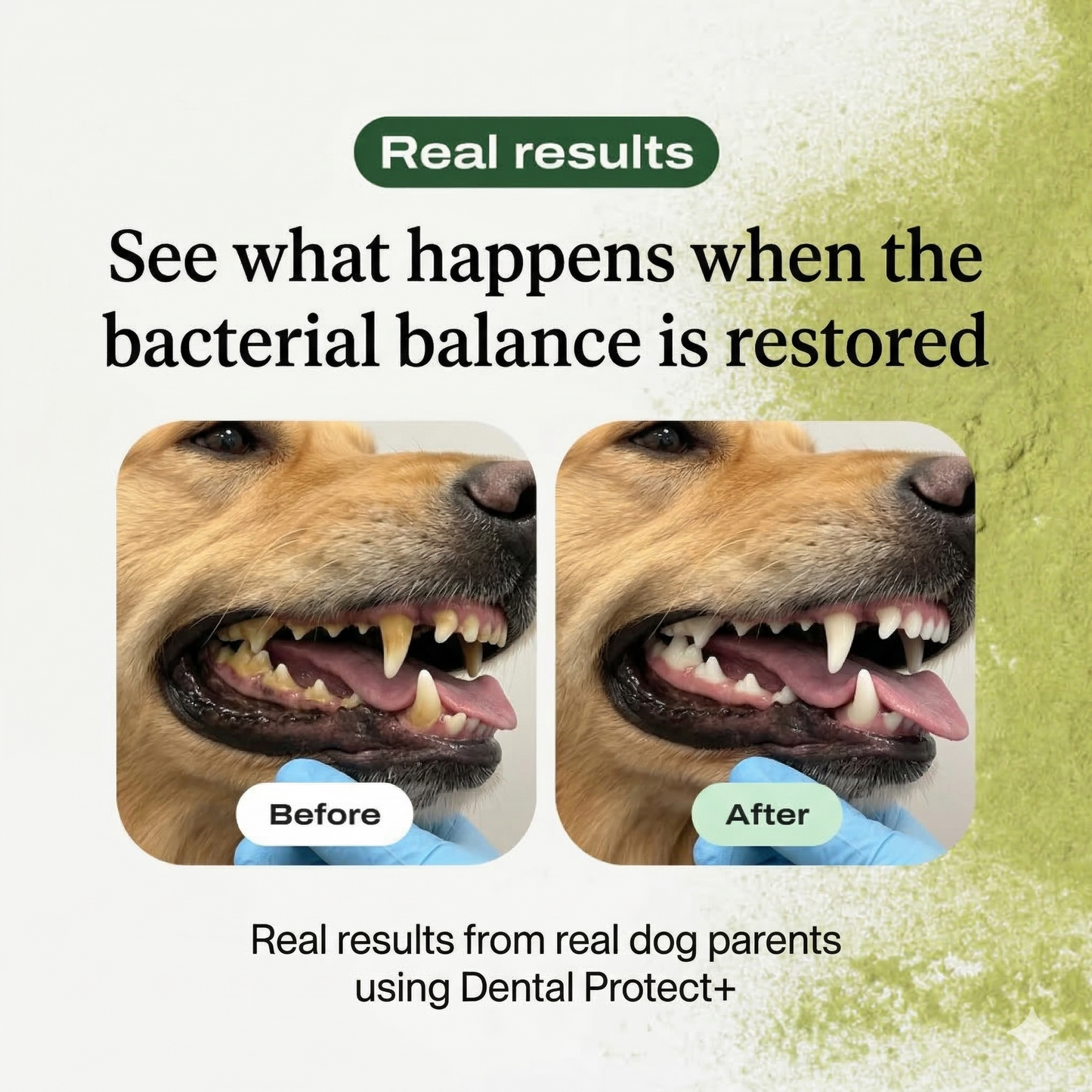 Dental Protect+: Cuddle Your Dog Without Holding Your Breath Again